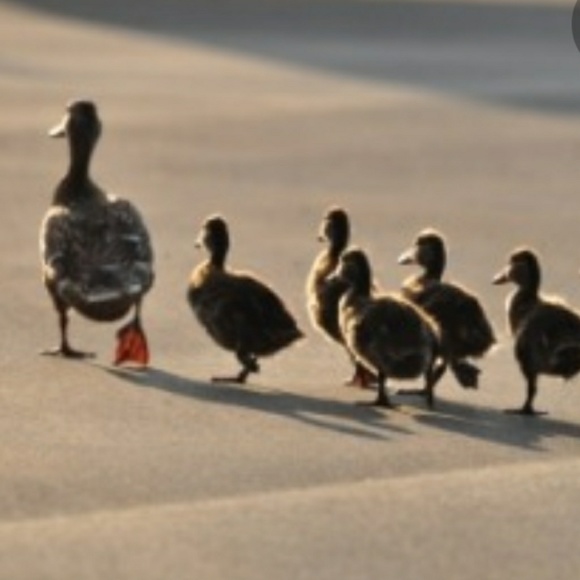 Other - LAST PRICE DROP!! FOLLOW US To 450K on the latest Follow Game! --->